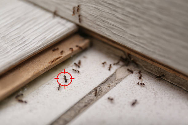 Best Affordable Pest Control Services  in Van Buren, AR