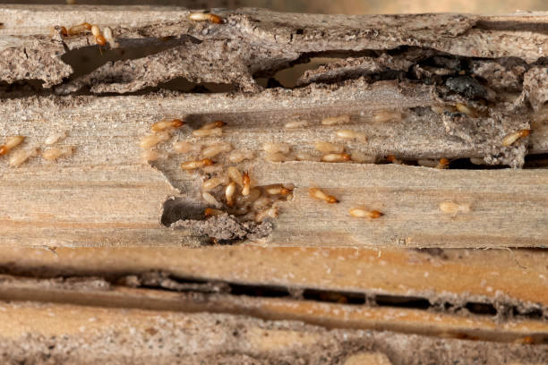 Pest Control for Restaurants in Van Buren, AR